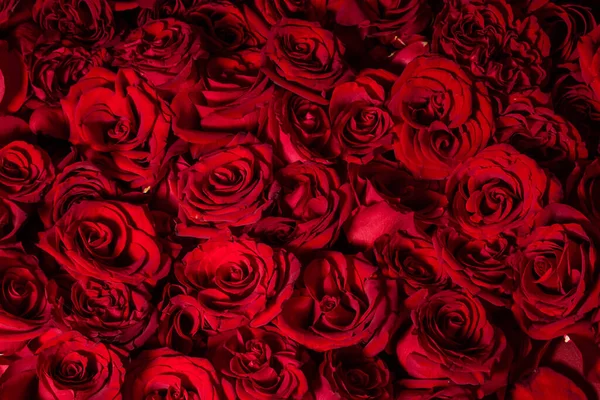 Czerwone Róże Zbliżenie Tekstura Kwiatów — Zdjęcie stockowe