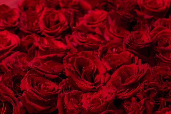 Kırmızı Güller Yakın Plan Çiçek Deseni — Stok fotoğraf