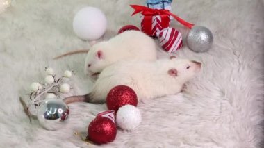İki beyaz sıçan, Noel oyuncakları, hediyeler ve toplarla bir kürk halısında yatıyor..