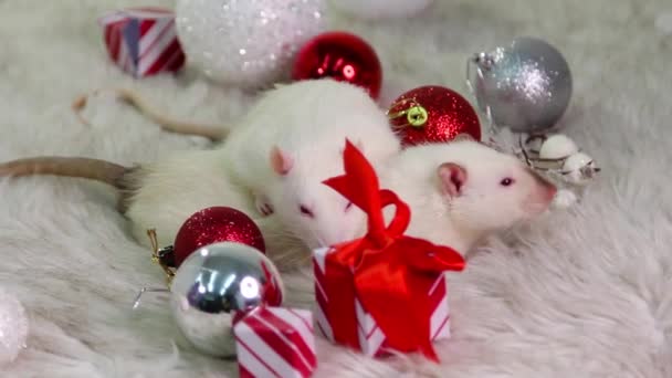 Zwei Weiße Ratten Liegen Auf Einem Fellteppich Mit Weihnachtsspielzeug Geschenken — Stockvideo