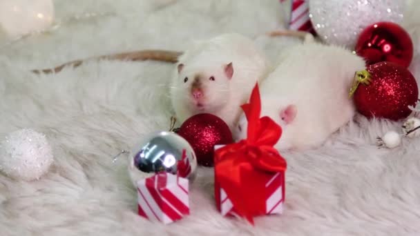 Dos Ratas Blancas Yacen Una Alfombra Piel Con Juguetes Navidad — Vídeo de stock