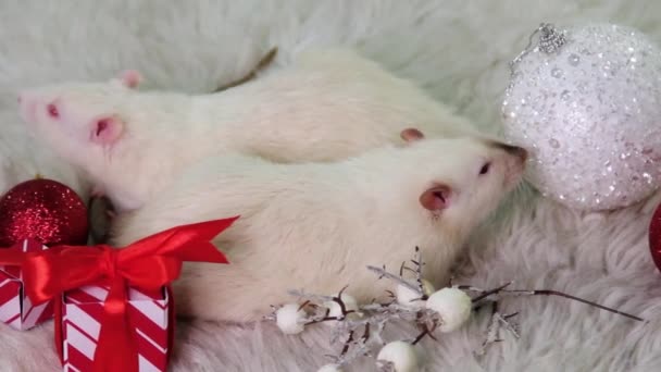 白いネズミ2匹が毛皮のカーペットの上に横たわっていますクリスマスのおもちゃ 贈り物 ボール — ストック動画