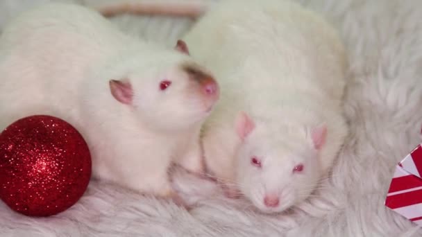 Dos Ratas Blancas Yacen Una Alfombra Piel Con Juguetes Navidad — Vídeo de stock