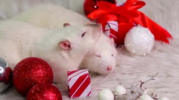 Dos Ratas Blancas Yacen Una Alfombra Piel Con Juguetes Navidad — Vídeo de stock