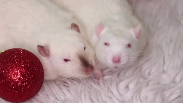 Zwei Weiße Ratten Liegen Auf Einem Fellteppich Mit Weihnachtsspielzeug Geschenken — Stockvideo