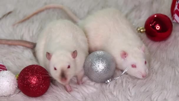 白いネズミ2匹が毛皮のカーペットの上に横たわっていますクリスマスのおもちゃ 贈り物 ボール — ストック動画