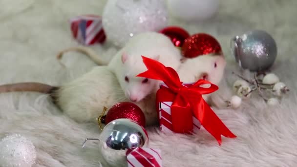 Two White Rats Lie Fur Carpet Christmas Toys Gifts Balls — Stock Video