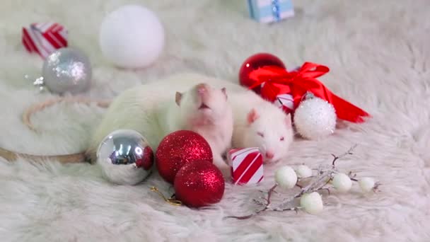 2匹の白いラットはクリスマスのおもちゃ ギフトおよびボールが付いている毛皮のカーペットの上にある 女の手ネズミを撫でて — ストック動画