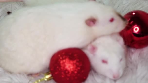 クリスマスのおもちゃのボケ フォーカスは クリスマスのおもちゃ 贈り物 ボールと毛皮のカーペットの上に横たわる2匹の白いラットにスムーズにシフトします — ストック動画