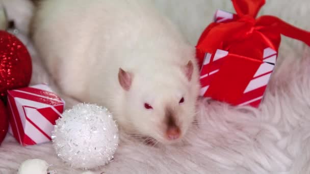 Szczur Albinos Leży Futrzanym Dywanie Obok Zabawek Świątecznych Kulek Prezentów — Wideo stockowe