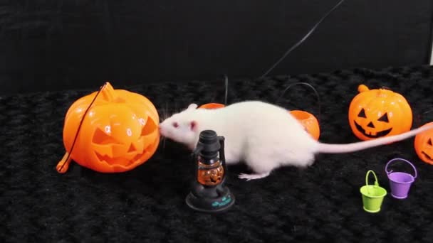 Las Ratas Blancas Corren Alrededor Juguetes Plástico Calabazas Halloween — Vídeos de Stock