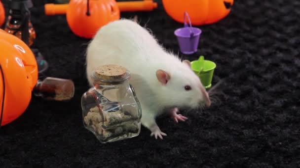 Rat Albinos Blanc Est Assis Près Des Citrouilles Des Flacons — Video