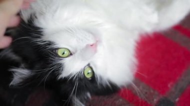 Birinci şahıs bakış açısı, kanepede uzanmış kediyi tırmalayan ve kızdıran insan elleri. Kedi yüzünü kapat..