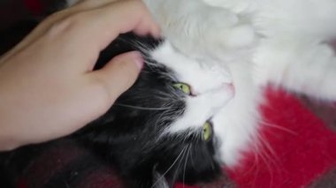 Bir insan kanepede uzanan bir kediyi okşar, tırmalar ve onunla alay eder. Kedi yüzünü kapat..