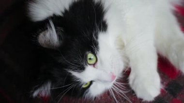 Kedi pençelerini yalıyor ve kanepede yatarken yüzünü yıkıyor. Kapalı kedi ağızlığı..