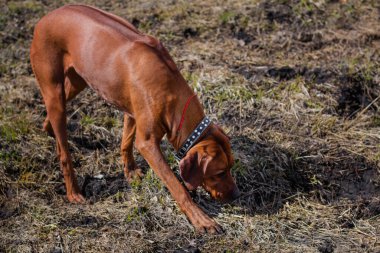 Rodezya Teriyeri cinsinden bir köpek tarlada çimenlerde yürüyor..