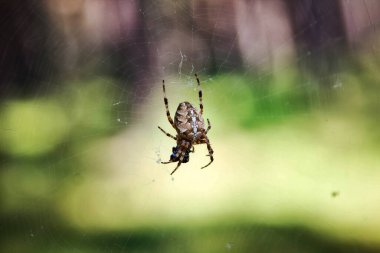Örümcek, Bokeh Ormanı 'nın arka planında bir ağ üzerinde haç çiziyor..
