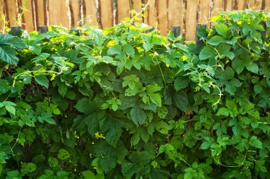 arkaplan, doku, tırmanma bitkisi, hops