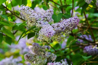 Yeşil yaprakların ve dalların arka planında açan parlak leylaklar.