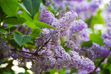 Yeşil yaprakların ve dalların arka planında açan parlak leylaklar.