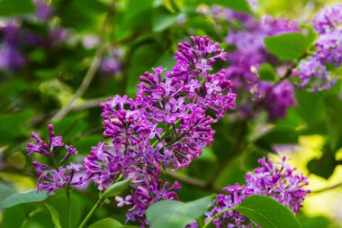 Yeşil yaprakların ve dalların arka planında açan parlak leylaklar.