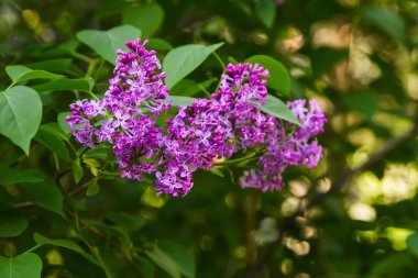 Yeşil yaprakların ve dalların arka planında açan parlak leylaklar.