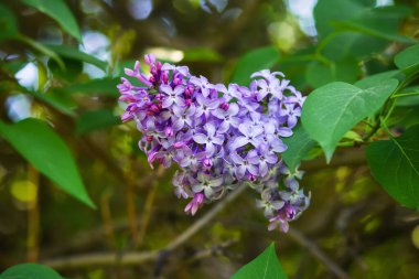 Yeşil yaprakların ve dalların arka planında açan parlak leylaklar.