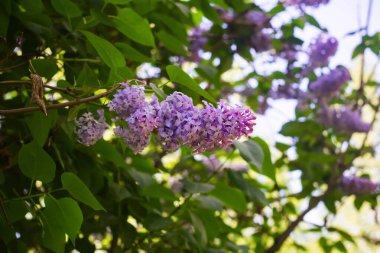 Yeşil yaprakların ve dalların arka planında açan parlak leylaklar.