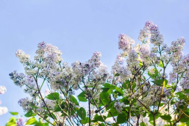 Çiçekli leylak, beyaz ve mavi gökyüzüne karşı.