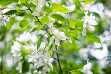 Çiçek açan elma ağaçları, arka planda beyaz çiçek tomurcukları..