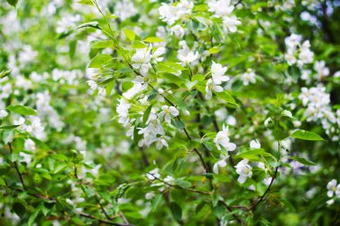 Çiçek açan elma ağaçları, arka planda beyaz çiçek tomurcukları..