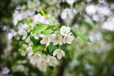 Çiçek açan elma ağaçları, arka planda beyaz çiçek tomurcukları..