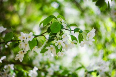Çiçek açan elma ağaçları, arka planda beyaz çiçek tomurcukları..