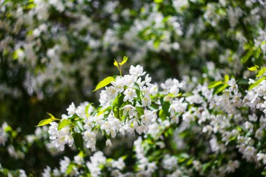 Çiçek açan elma ağaçları, arka planda beyaz çiçek tomurcukları..