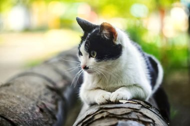 Sokak, evsiz siyah beyaz kedi borunun üzerinde yatıyor..