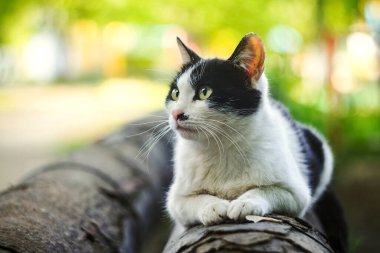 Sokak, evsiz siyah beyaz kedi borunun üzerinde yatıyor..