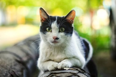 Sokak, evsiz siyah beyaz kedi borunun üzerinde yatıyor..