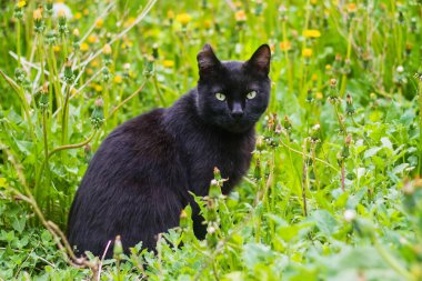 Yeşil otların ve otların arasında başıboş, evsiz siyah bir kedi..