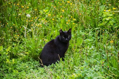 Yeşil otların ve otların arasında başıboş, evsiz siyah bir kedi..