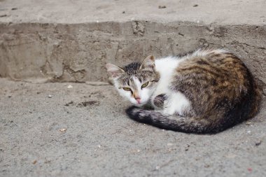 Evsiz, sokak kedisi girişte, boşluğu kopyala.