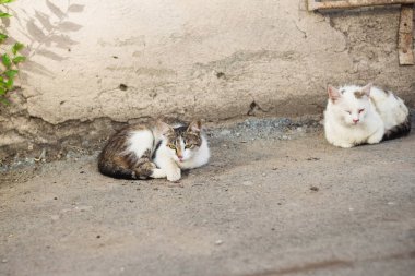 Evsiz, sokak kedileri geçitte.
