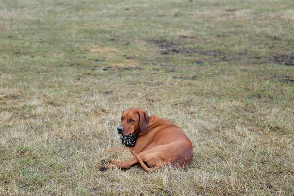 Rhodesian Terrier Perro Encuentra Hierba — Foto de Stock