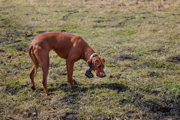 Perro Raza Rhodesian Terrier Camina Sobre Hierba Campo — Foto de Stock