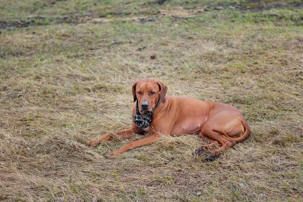 Rhodesian Terrier Cane Trova Sull Erba — Foto Stock