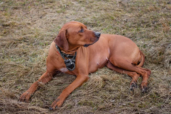 Rhodesian Terrier Cane Trova Sull Erba — Foto Stock