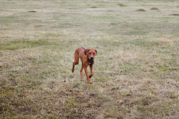 Perro Raza Rhodesian Terrier Camina Sobre Hierba Campo — Foto de Stock