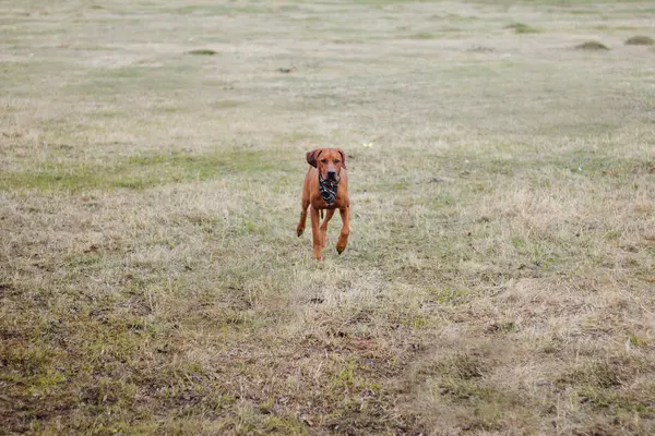 Perro Raza Rhodesian Terrier Camina Sobre Hierba Campo — Foto de Stock