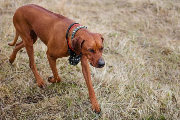 Perro Raza Rhodesian Terrier Camina Sobre Hierba Campo — Foto de Stock