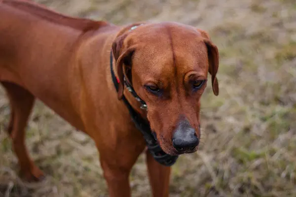 Ritratto Una Razza Cane Terrier Rhodesian Uno Sfondo Erba — Foto Stock