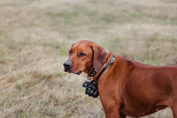 Портрет Породы Собак Родезийский Терьер Фоне Травы — стоковое фото